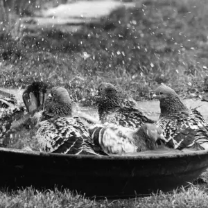 Some racing pigeons enjoying a birdbath Some racing pigeons enjoying a birdbath