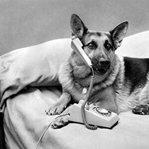 Radar, the Alsatian seen here answering the telephone will be one of the many guest stars