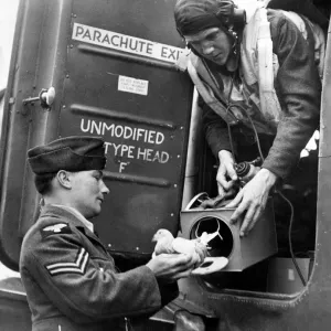 An RAF pilot takes a carrier pigeon on board his Halifax bomber before a raid in World An RAF pilot takes a carrier pigeon on board his Halifax bomber before a raid in World