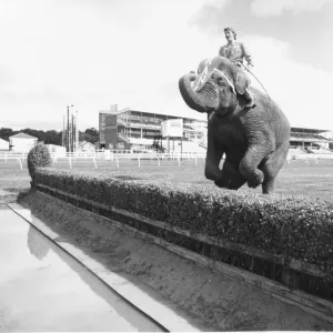Rani the elephant at Gosforth Racecourse Rani the elephant at Gosforth Racecourse