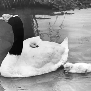 Black-Necked Swan Cygnets Print Black-Necked Swan Cygnets Print