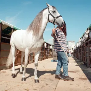 Rare horses which will be appearing at the Newcastle Arena. 2nd May 1997 Rare horses which will be appearing at the Newcastle Arena. 2nd May 1997