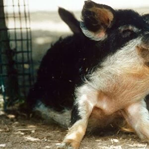 Rare Hungarian pig at Banham Zoo, Norfolk baby pig August 1995