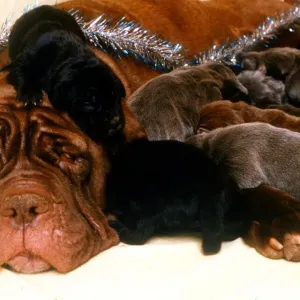 Rare Neopolita Mastiff Puppies and Mother - December 1994 *** Local Caption
