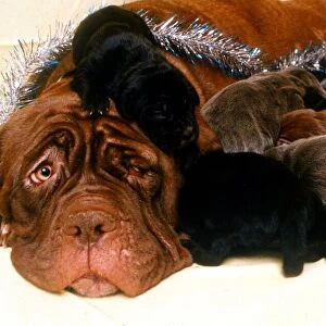 Rare Neopolita Mastiff Puppies and Mother - December 1994 *** Local Caption