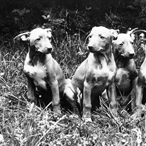 Rare Pharaoh Hound puppies