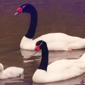 A rare swan with its cygnets at Washington Wildfowl Park A rare swan with its cygnets at Washington Wildfowl Park
