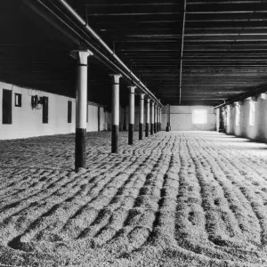 The Malting Process: A Print of The Real Scotch Whisky