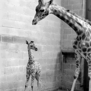 Rebecca seen here with her mother Jezebel at Chessington Zoo
