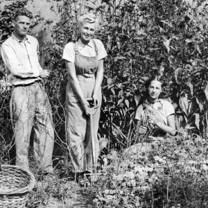 Recruits of the Womens Land Army get work in the fields near Torquay