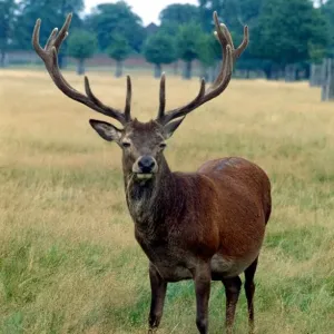 Red deer out in the fields September 1979