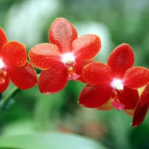 Red Moth Orchid May 1999 at the McBean Nursery Cooksbridge East Sussex Red Moth Orchid May 1999 at the McBean Nursery Cooksbridge East Sussex