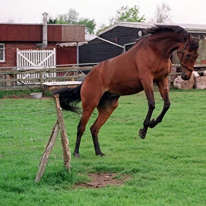 Red Rum frolics in a field in May 1990 13th May 1990 13 / 05 / 1990