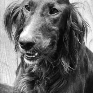 A Red Setter