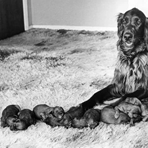 A Red Setter with a large litter of puppies