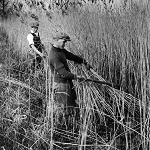 Reed cutting at Broad Farm, Rockland St Mary, Norfolk. An industry which gives