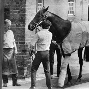 Mill Reef was back on his feet again last night after undergoing a four-hour operation
