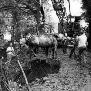 A black and white photograph print of a horse rescue operation