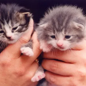 Two rescued kittens Two rescued kittens
