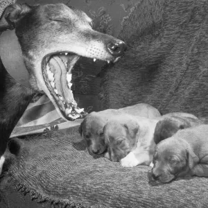 Hi Joe's Reunion with Puppies, 5th February 1968 Print Hi Joe's Reunion with Puppies, 5th February 1968 Print