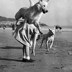 Rex and Lassie enjoy a frolic by the sea shore during a spell of Indian Summer