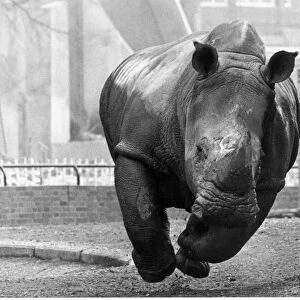 A Rhinoceros charge
