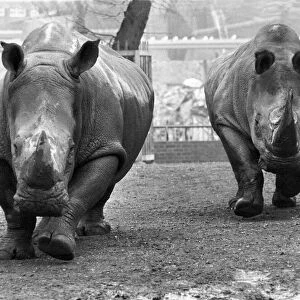 The Rhinoceros charge at London Zoo