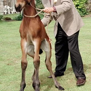 Richard Wilson actor with his baby foal Tam