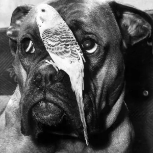 Rifle the Boxer dog and one of his best friends. Rifles owner has four Budgies who get