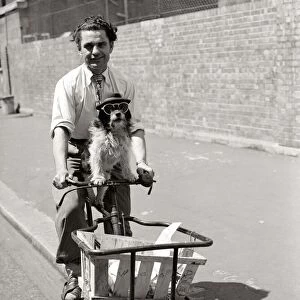 Robert the dog sits on butchers cycle dressed as like a human June 1951