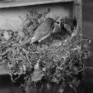 Robin Feeding Chicks Print, Circa 1960