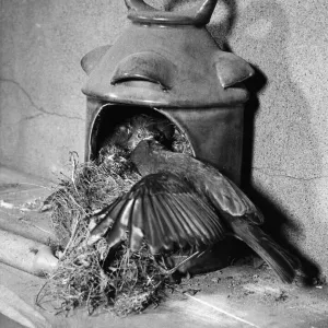 A Robin in an Old Night Watchman's Lamp Print, Circa 1960