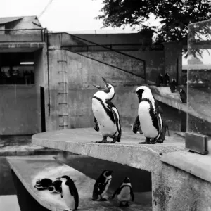 Este pingüino de Rock Hopper es el pinguino mayor en la piscina del zoológico de Londres.