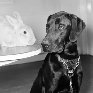 Rocky the Labrador & Ginger the Rabbit Print 27th April 1979