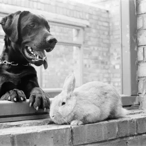 Rocky the Labrador & Ginger the Rabbit, at RSPCA, Willesden, London, 27th April 1979