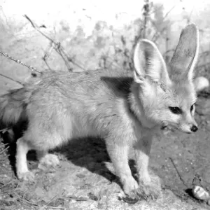 Rommella the desert fox February 1972 72-1465-028