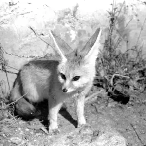 Rommella the desert fox February 1972 72-1465-029