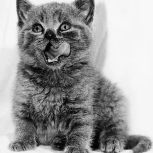 Rosie the Kitten licking her lips 1984 Rosie the Kitten licking her lips 1984