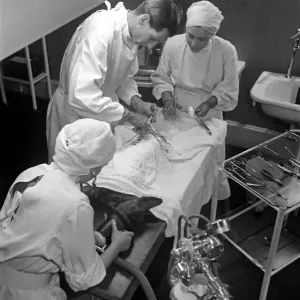 RSPCA Hospital Print - Emergency Canine Surgery RSPCA Hospital Print - Emergency Canine Surgery