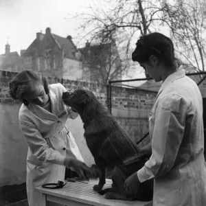 RSPCA Hospital. Vet check on a dog one of the patients at the hospital