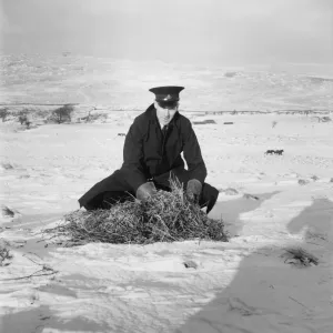 RSPCA worker gathering straw for ponies during a heavy winter snowfall