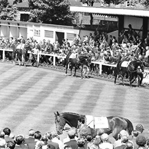 The runners in the 1971 Andy Capp Handicap in the parade ring before the the race at
