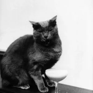 Russ. Britains Wealthiest Self-Made Cat: Just about the only mundane thing about