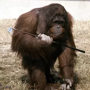 Sabbah the Orang Utan playing with golf clubs at Blackpool Zoo July 1979 A©