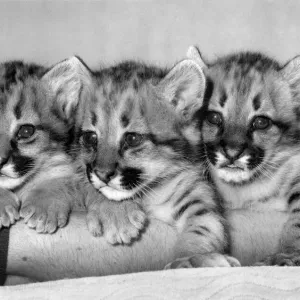 Safe Among the Tigers: These baby pumas probably wouldn t survive long in the wild