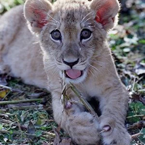 Saffiya a three-month-old Barbary Lion cub born at Port Lympne zoo in Kent