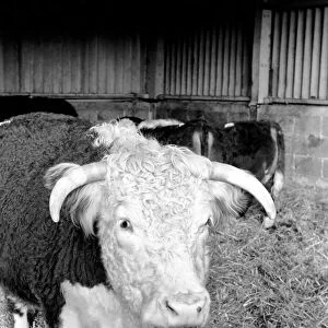 Sale of Lord Avons cattle at Manor farm near Salisbury, Wiltshire