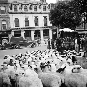 Salisbury Market Print, Wiltshire 1946