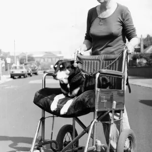 Sally the Dog On Wheelchair 1982 Sally the Dog On Wheelchair 1982