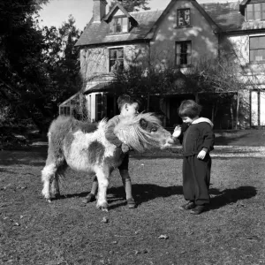 Sally and George Stephanson with Rosetta the miniature pony